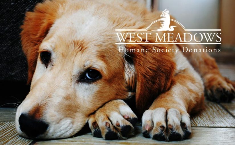 The Humane Society Needs Our Support!