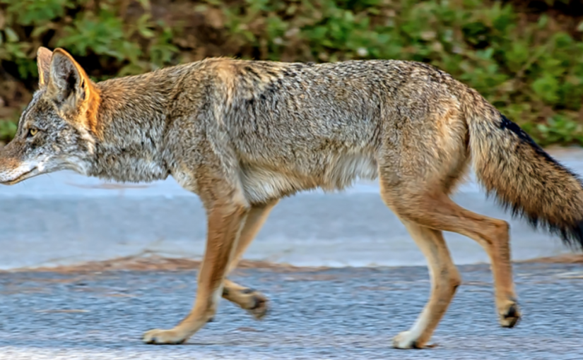 Coyote Sightings in West Meadows!