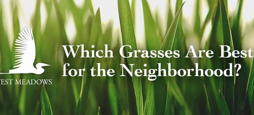 Which Grasses are best for Florida?